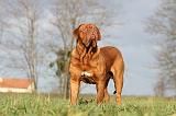 DOGUE DE BORDEAUX 147